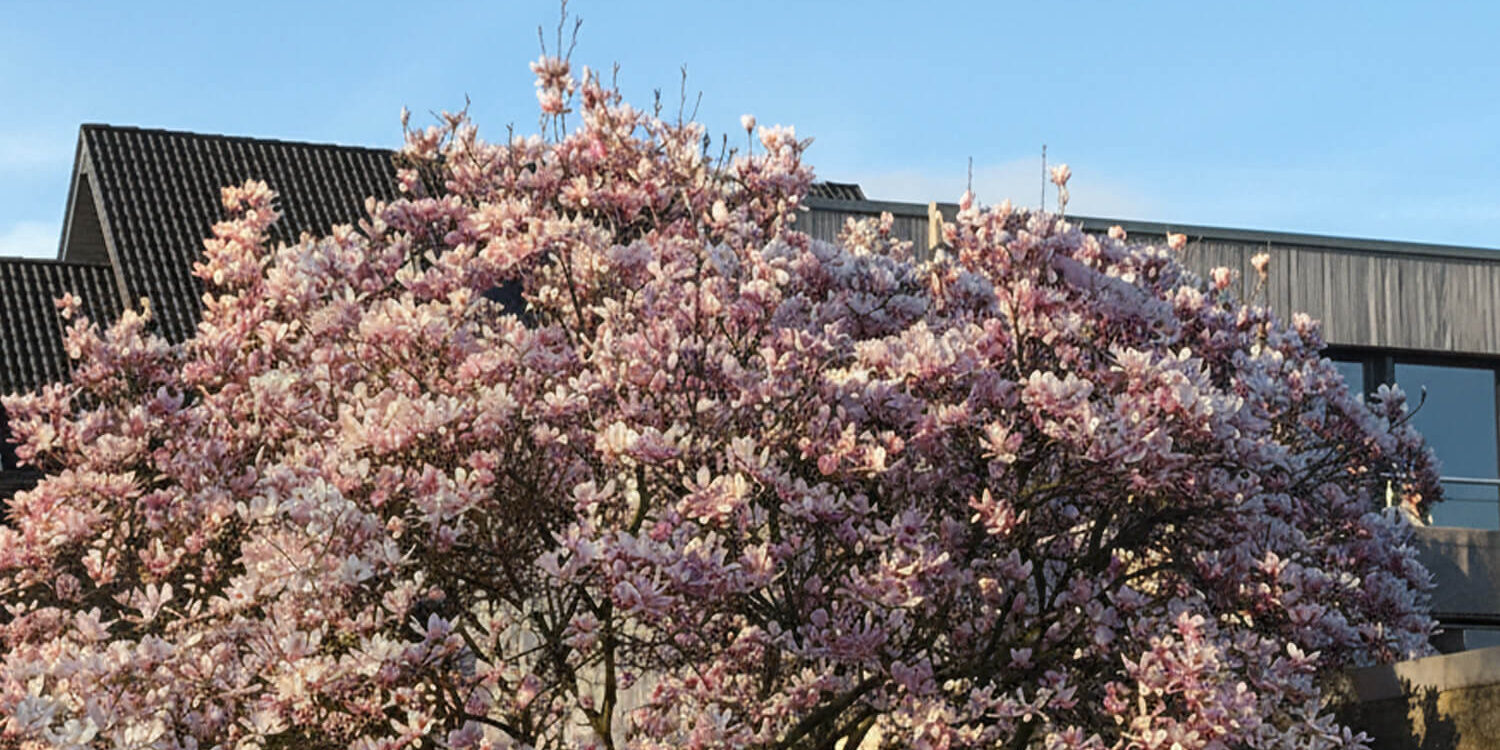 qi-beratung-haus-kirschblüte